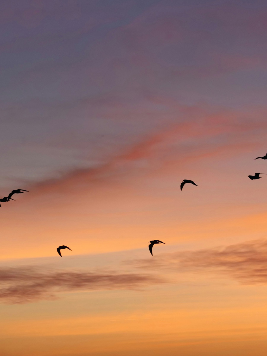 apalaveda bien etre liberte ayurveda